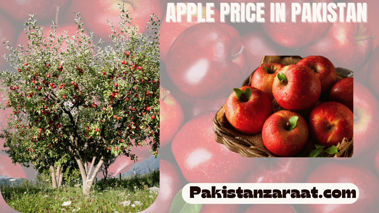 Apple prices in Pakistan 1 Apple prices in Pakistan