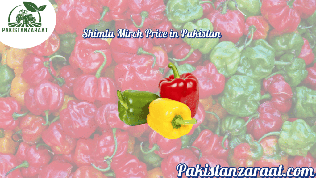 Capsicum Price in Pakistan (Shimla Mirch) 1 11