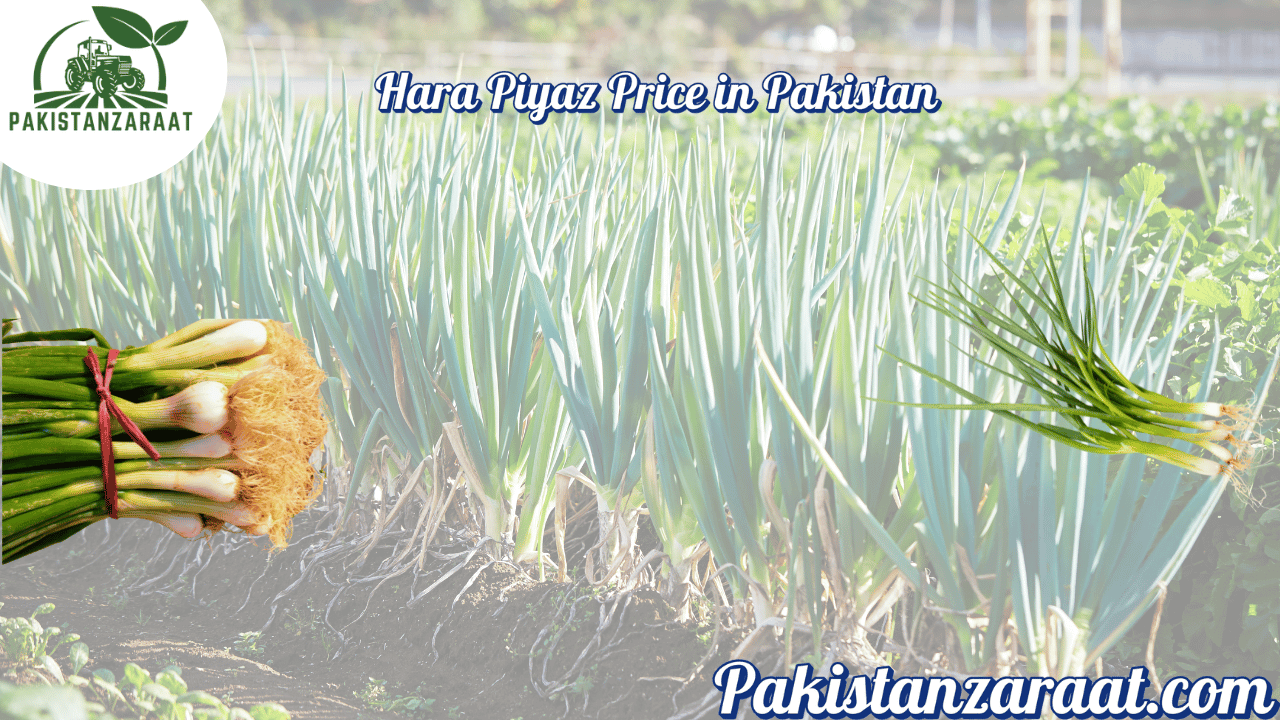 Spring Onion Prices in Pakistan (Hara Piyaz) 2 5