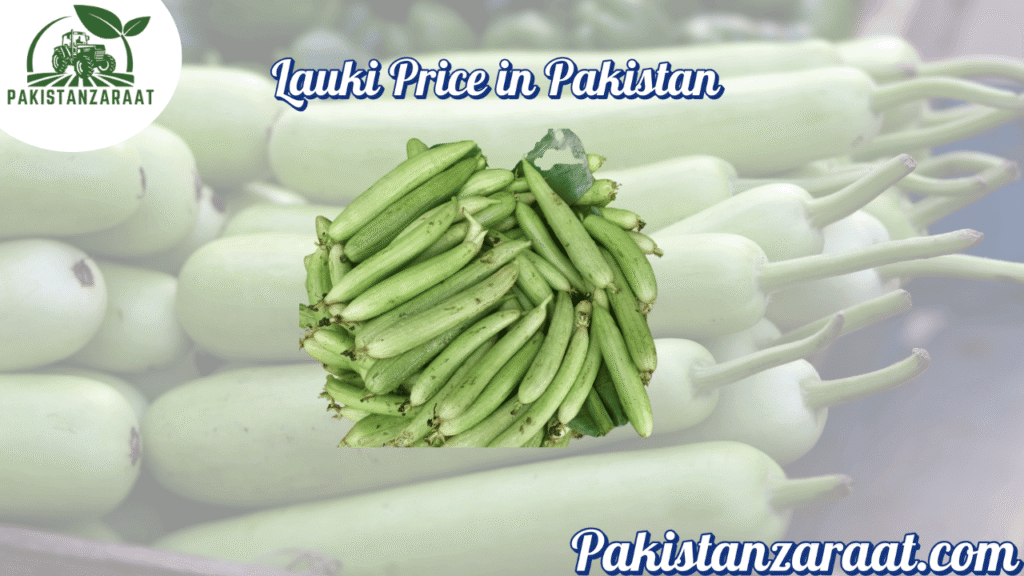 Bottle Gourd price in pakistan (Lauki) 1 9