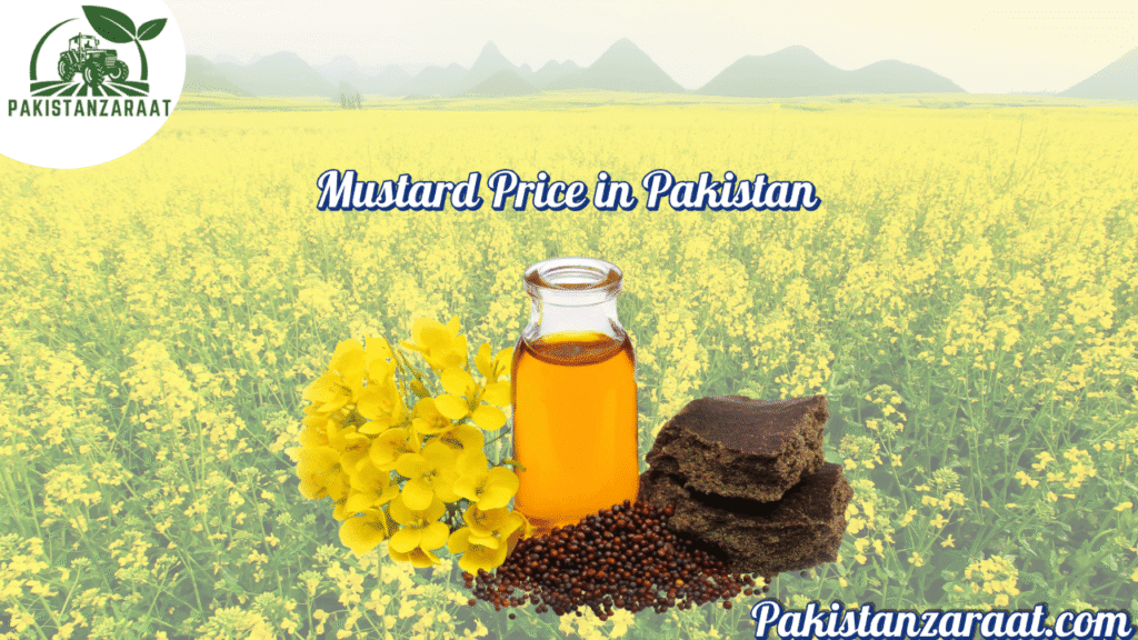 Mustard Prices 1 Mustard price in Pakistan