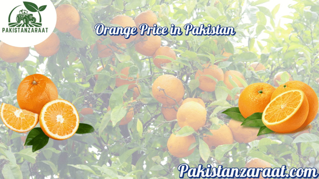 Orange price in Pakistan 1 Orang prices in Pakistan