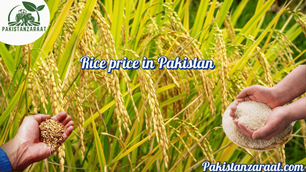 Rice price in pakistan