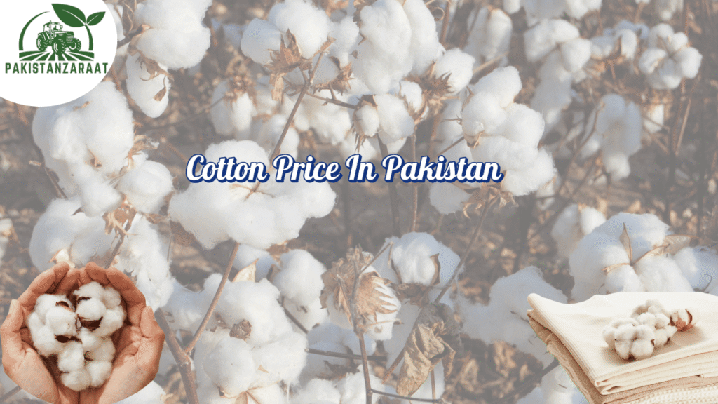 Cotton price